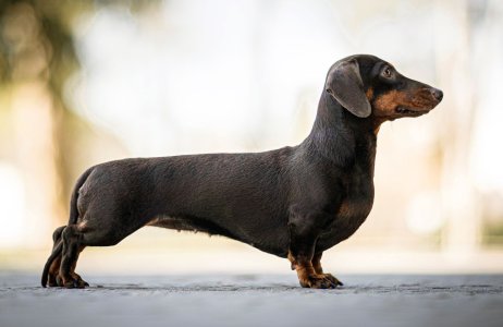 dachshund-dog.jpg