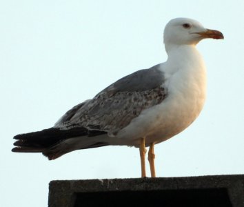 DSCN4754.JPG