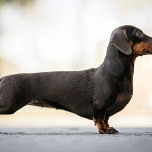 dachshund-dog.jpg