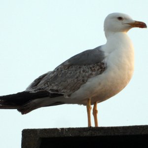 DSCN4754.JPG